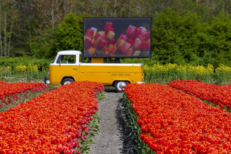 Ledschermbus tulpenveld